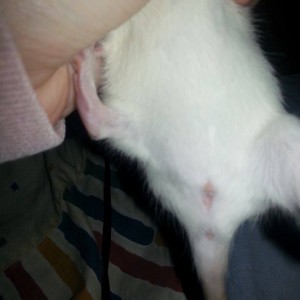 Mi rata macho o hembra?