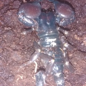 p. imperator o p.cavimanus