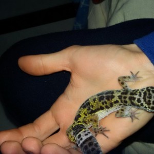 Mi gecko