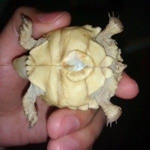 Sulcata recién nacida no come ayuda