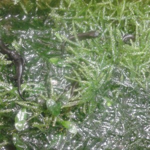 Hypselotriton orientalis