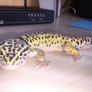 IMG 20150506 WA0039 (1)