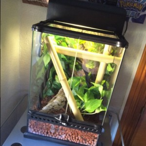 Fotos de mi terrario para pareja de Williamsi