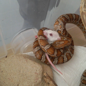 Screenshot 2015 05 21 12 40 32