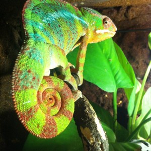 Chamaleonik