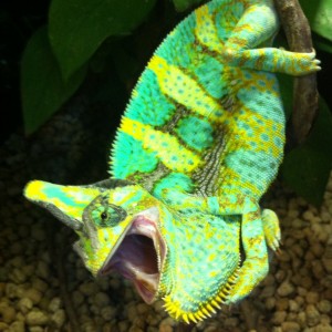 Chamaleonik