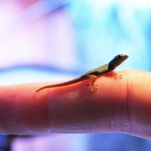 1264082_217104431789303_1197904823_o