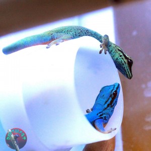 10847691_395177820648629_3958575978761133708_o