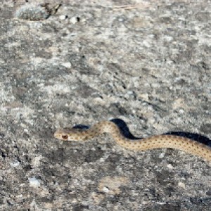 CataluÃ±a+culebra+bastarda