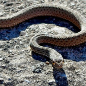 CataluÃ±a+malpolon+monpessulanus