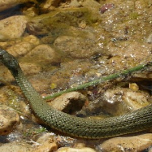 Culebra+de+collar+Teruel