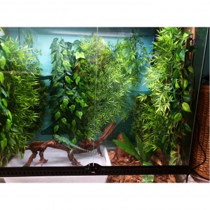 Terrario de mi basilisco verde