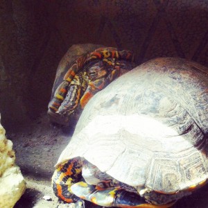 Nueva pareja ya están en encuvación sus primeros huevos