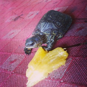 A ella le encanta la piña