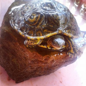 Rhinoclemmys pulcherrima manni