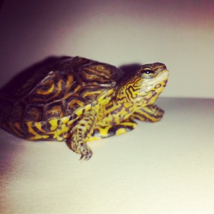 sus ojos amarillos *---*