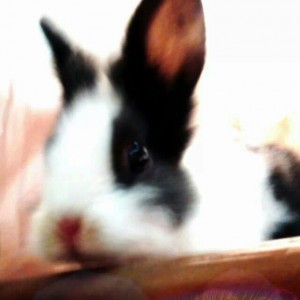 IMG_334166041128197-1