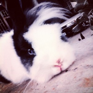 su melena *---* ♡ ♥ ♡