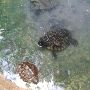 Rhinoclemmys pulcherrima manni y Trachemys scripta elegans