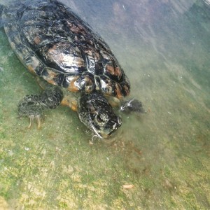 Trachemys scripta elegans