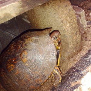 Rhinoclemmys pulcherrima manni