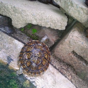 Zurie comiendo musgo