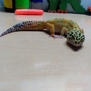 Gecko