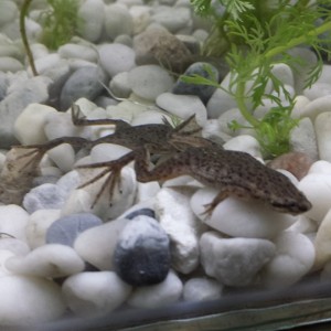 Hymenochirus bottigeri