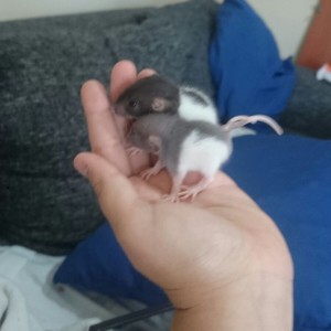 WhatsApp-Image-20160630 (1)