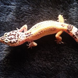 gecka1