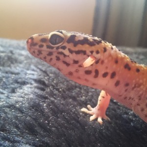 gecka2