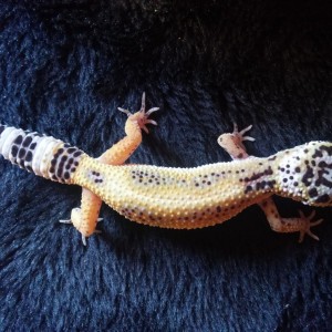 gecka4