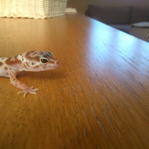 14815359917741418576595