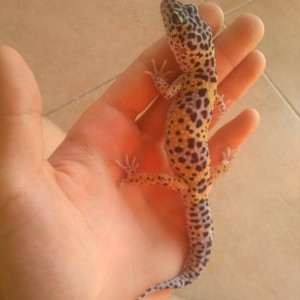 1482329358982598325655