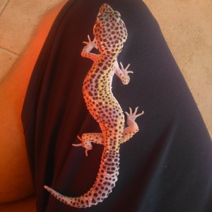 1482329459389-772328445