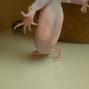 1483961208340728759152