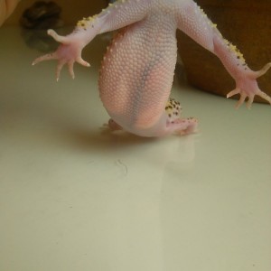 1483961344302-1836557999