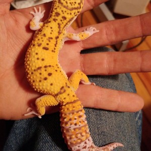 Gecko