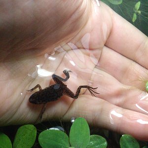 Ranita africana enana de uñas (Hymenochirus)