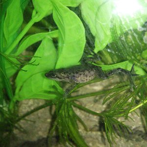 Ranita africana enana de uñas (Hymenochirus)