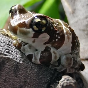 Trachycephalus resinifictrix