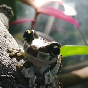 Trachycephalus resinifictrix