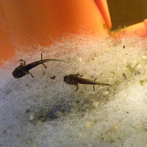 Larvas Paramesotriton chinensis