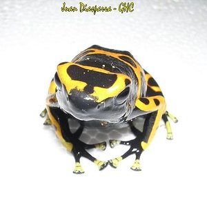 Dendrobates leucomelas, Estado Bolivar, Venezuela.JPG