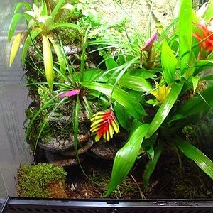 ventrimaculatus 1.JPG