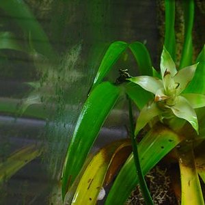 ventrimaculatus 2.JPG