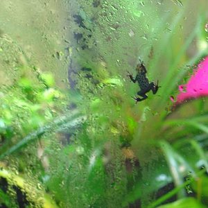 ventrimaculatus 3.JPG