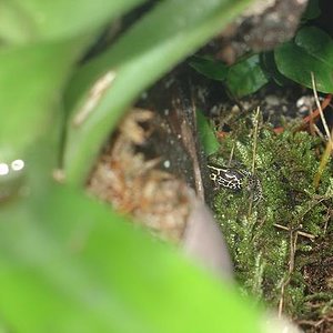 ventrimaculatus 4JPG.JPG