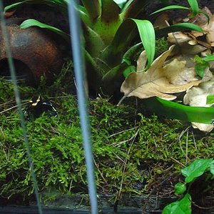 tintorius alanis.JPG 1.JPG