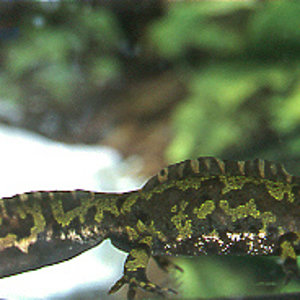 marmoratus macho.jpg